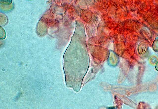 Agrocybe sororia s.l.